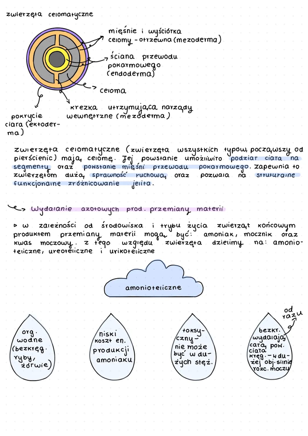 K
L
beztkankowce
давкі
aceiomatyczne
↓
prazince
S
wspóiny przodek
których
zarodek.
my terie
y
f
D
zwiercent.
zwierząt
dwuwarstwowce
✓
т кошс
