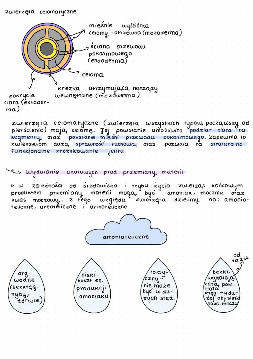 K
L
beztkankowce
давкі
aceiomatyczne
↓
prazince
S
wspóiny przodek
których
zarodek.
my terie
y
f
D
zwiercent.
zwierząt
dwuwarstwowce
✓
т кошс