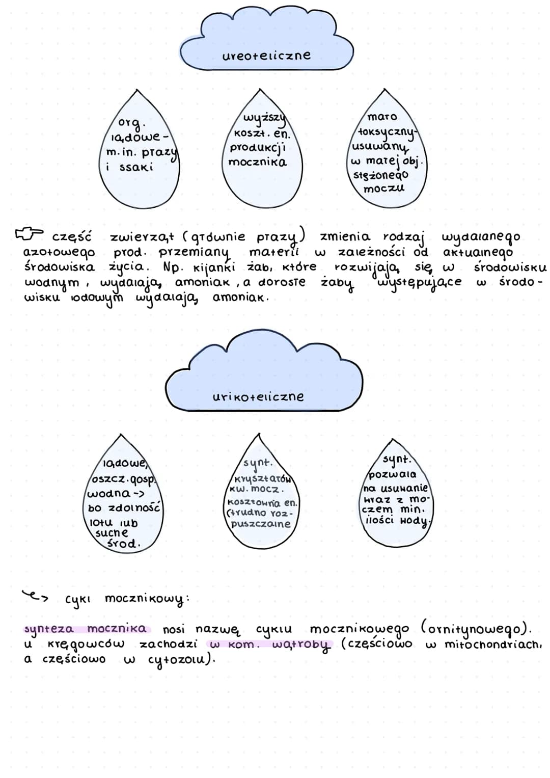 K
L
beztkankowce
давкі
aceiomatyczne
↓
prazince
S
wspóiny przodek
których
zarodek.
my terie
y
f
D
zwiercent.
zwierząt
dwuwarstwowce
✓
т кошс