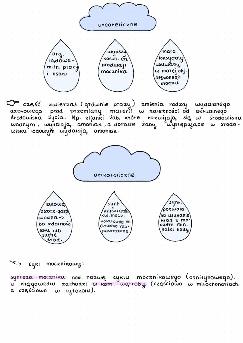 K
L
beztkankowce
давкі
aceiomatyczne
↓
prazince
S
wspóiny przodek
których
zarodek.
my terie
y
f
D
zwiercent.
zwierząt
dwuwarstwowce
✓
т кошс