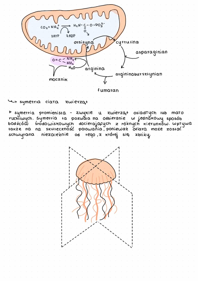 K
L
beztkankowce
давкі
aceiomatyczne
↓
prazince
S
wspóiny przodek
których
zarodek.
my terie
y
f
D
zwiercent.
zwierząt
dwuwarstwowce
✓
т кошс