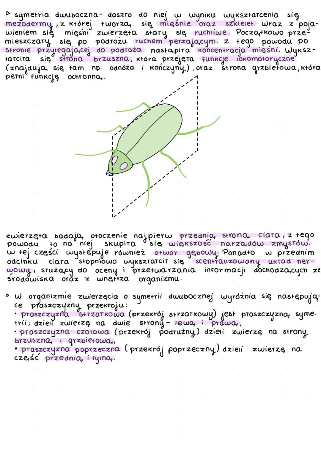 K
L
beztkankowce
давкі
aceiomatyczne
↓
prazince
S
wspóiny przodek
których
zarodek.
my terie
y
f
D
zwiercent.
zwierząt
dwuwarstwowce
✓
т кошс