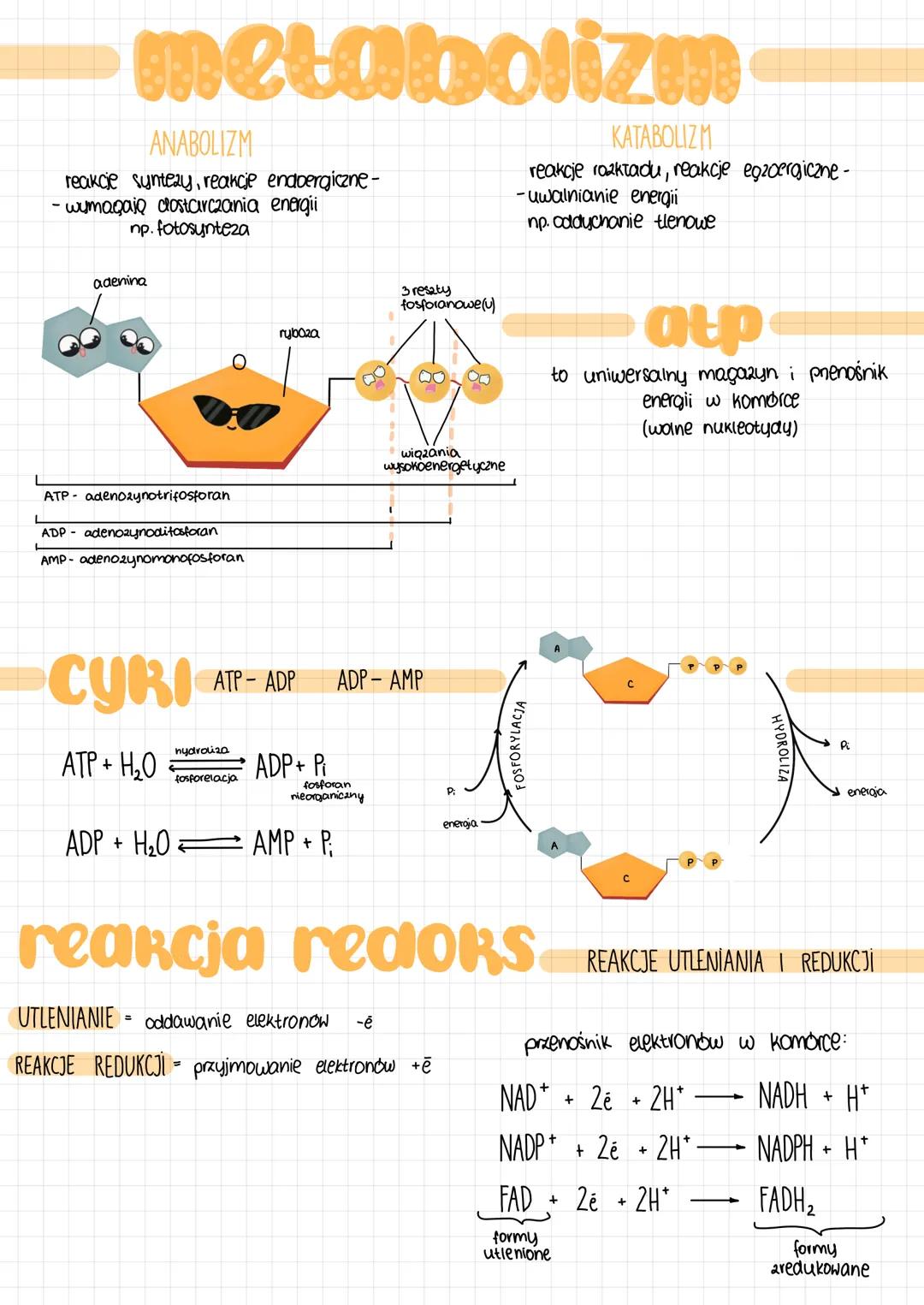 metabolizm
ANABOLIZM
reakcie syntezy, reakcje endoergiczne -
-wymagają dostarczania energii
np. fotosynteza
adenina
ATP adenozynotrifosforan