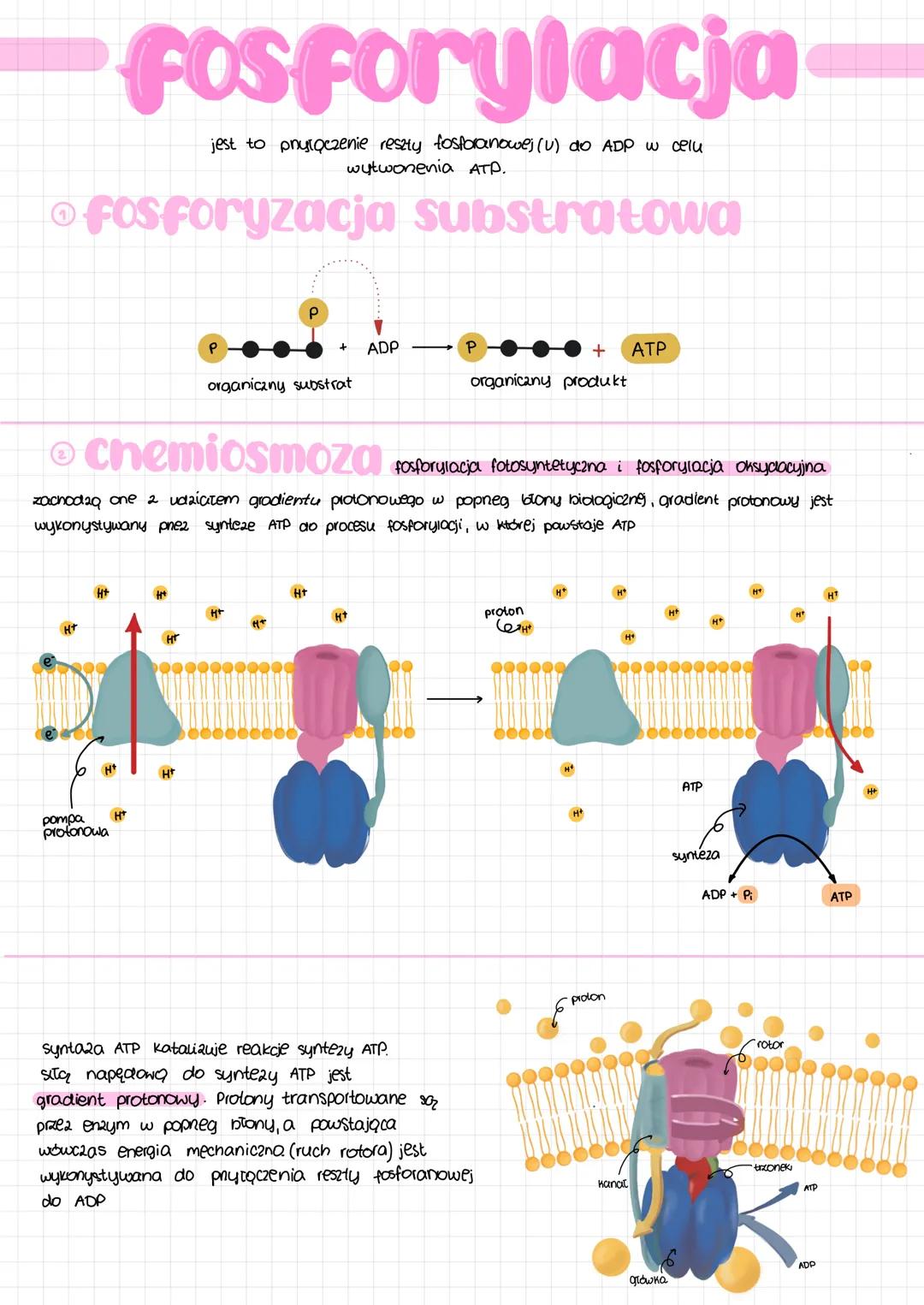 metabolizm
ANABOLIZM
reakcie syntezy, reakcje endoergiczne -
-wymagają dostarczania energii
np. fotosynteza
adenina
ATP adenozynotrifosforan