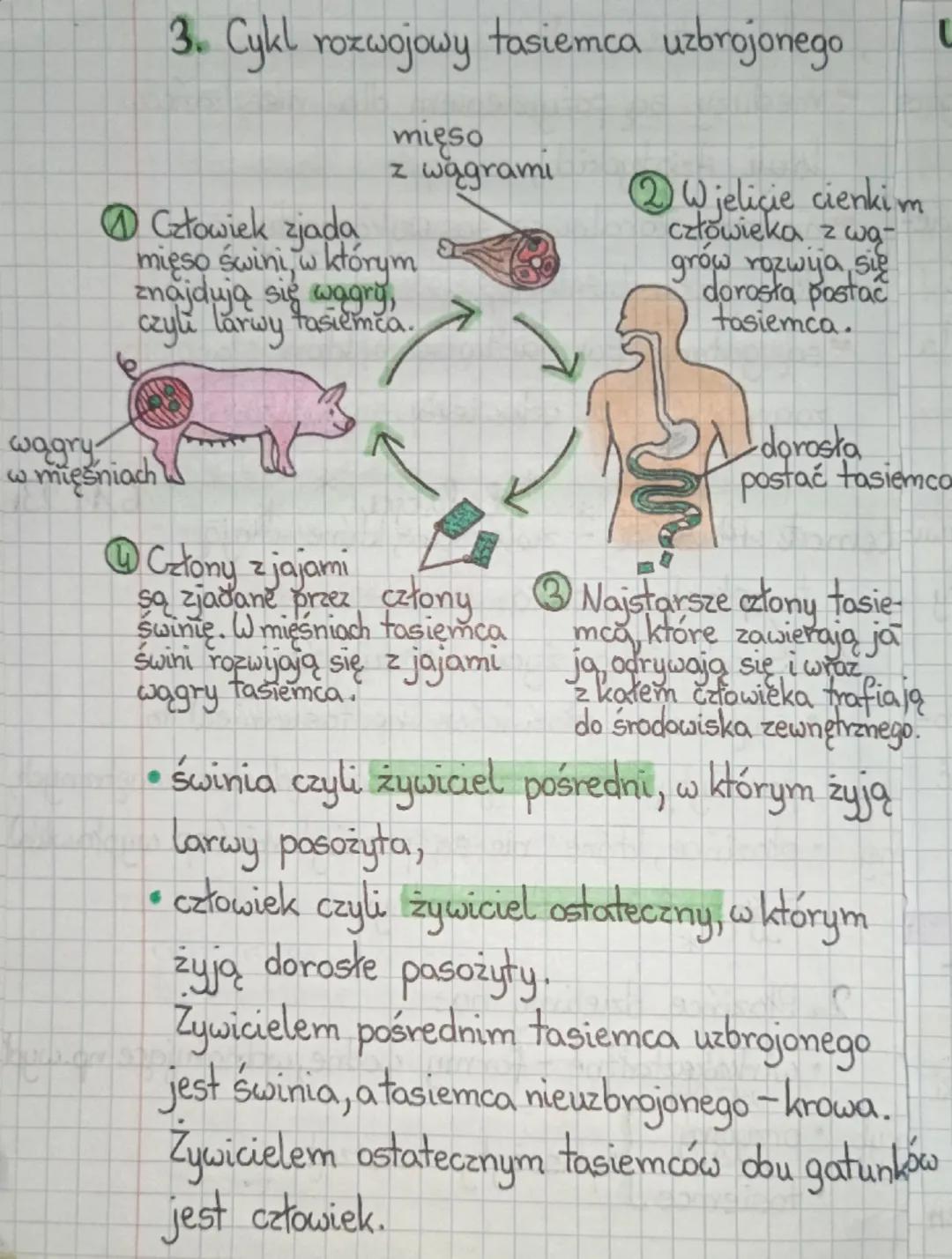 zwierzęta, które mają
temat : Płazińce
* * lekcja
*
*
*
6.11.23
-
płaskie ciało.
1. Środowisko życia płazińców
większość płozińców (np. tasi