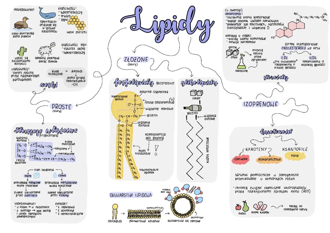 Lipidy
