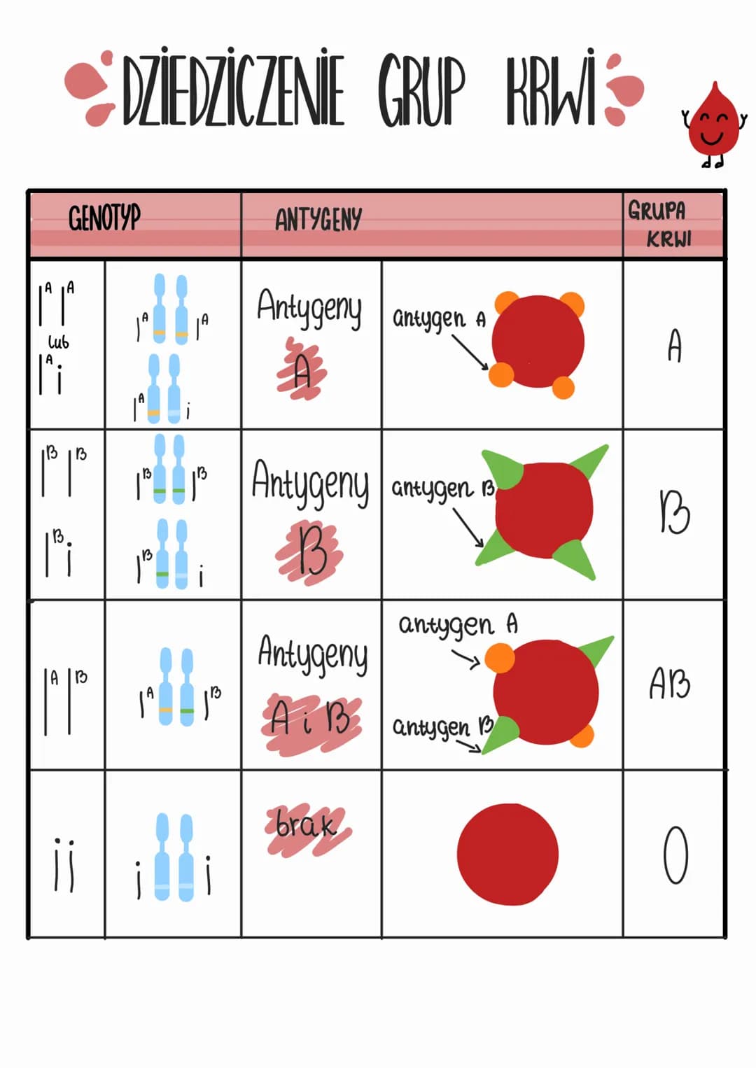 GENOTYP
||^|^
lub
10 10
DZIEDZICZENIE GRUP KRWI
:=
H
Alli
ifr
ANTYGENY
Antygeny antygen A
Antygeny antygen 13
B
Antygeny
AiB
brak
antygen A
