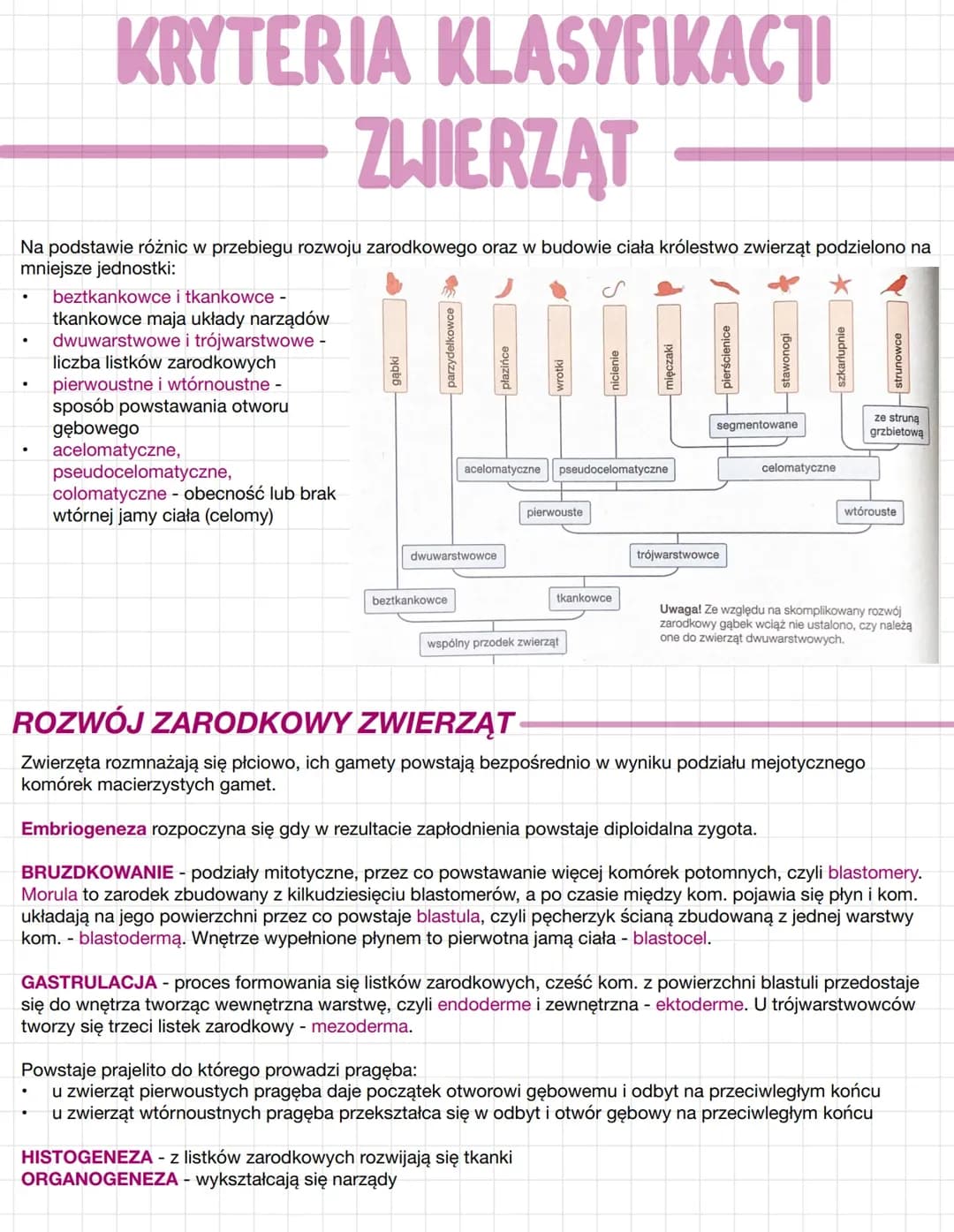 Jak dzielimy zwierzęta? Klasyfikacja zwierząt na podstawie rozwoju zarodkowego i porównanie zwierząt tkankowych oraz beztkankowych