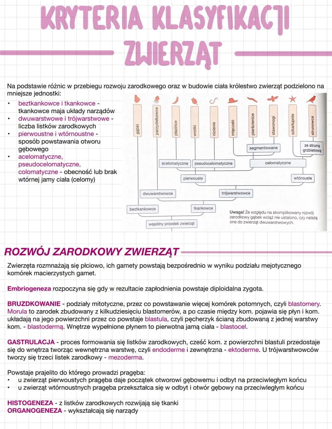 KRYTERIA KLASYFIKACJI
ZWIERZĄT
Na podstawie różnic w przebiegu rozwoju zarodkowego oraz w budowie ciała królestwo zwierząt podzielono na
mni