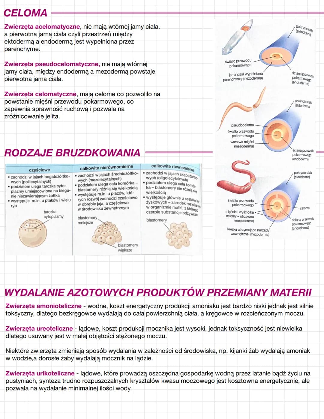 KRYTERIA KLASYFIKACJI
ZWIERZĄT
Na podstawie różnic w przebiegu rozwoju zarodkowego oraz w budowie ciała królestwo zwierząt podzielono na
mni