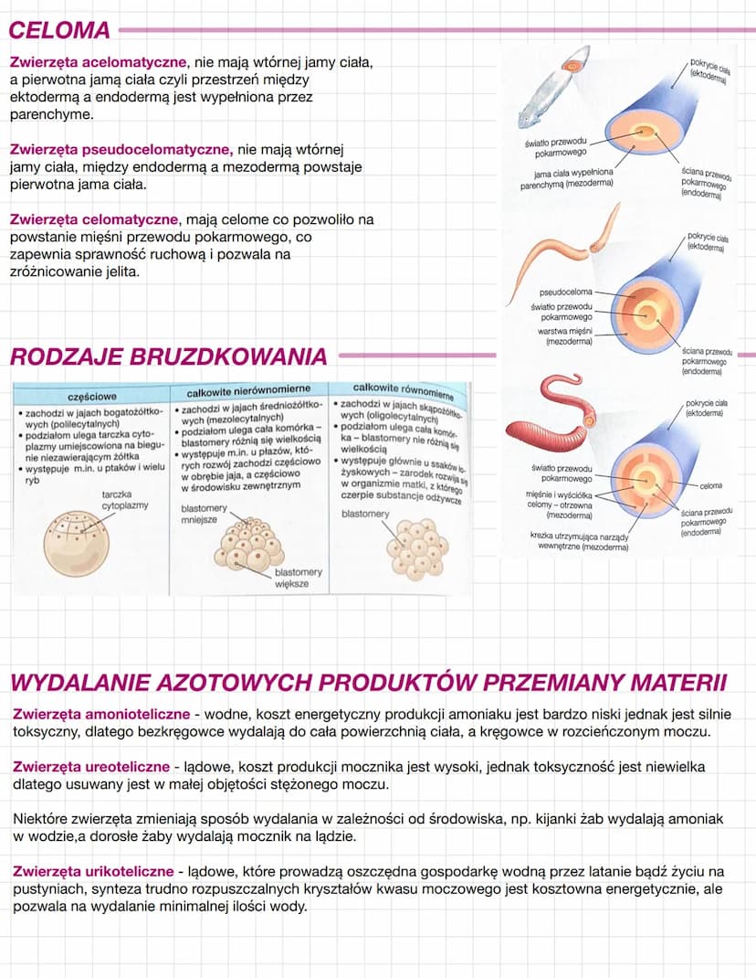 KRYTERIA KLASYFIKACJI
ZWIERZĄT
Na podstawie różnic w przebiegu rozwoju zarodkowego oraz w budowie ciała królestwo zwierząt podzielono na
mni