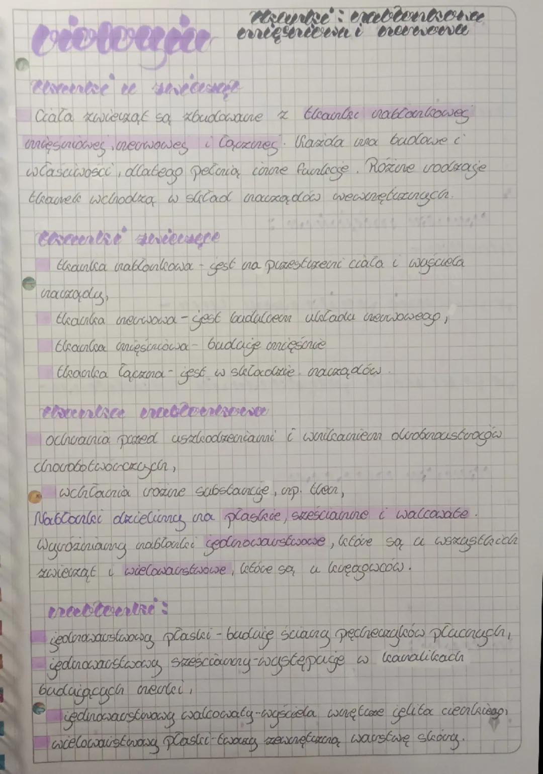 Tkanki organizmu: nabłonkowa, mięśniowa i nerwowa – biologia klasa 5