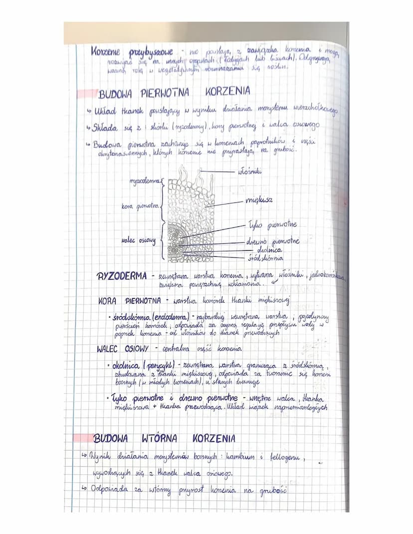Korzeń
Blobnie jak Todyga
FUNKCJE
liście należy do organów wegetatywnych roślin,
organy generatywne
pobieranie wody
utrzymywanie rośliny
l
z