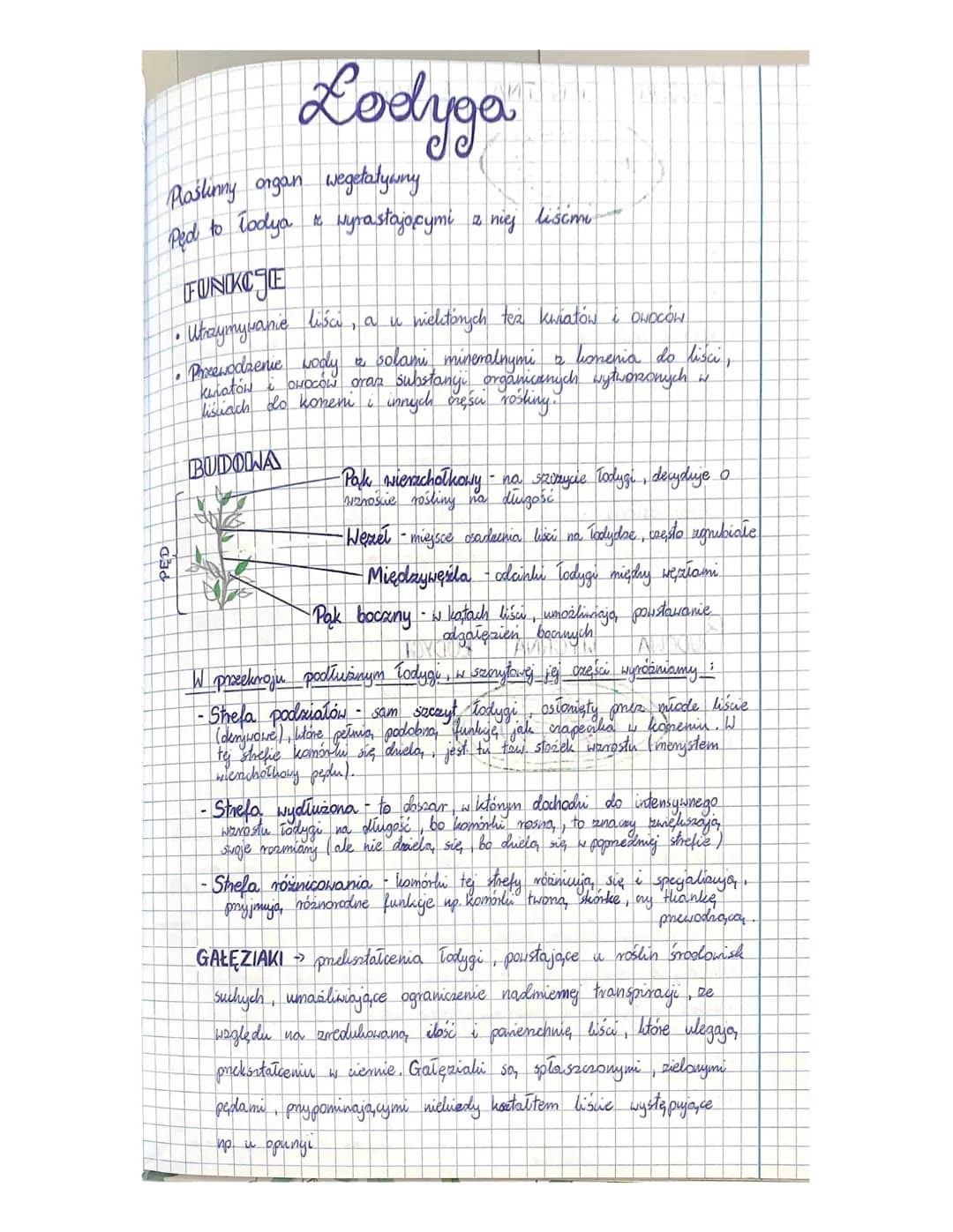 Korzeń
Blobnie jak Todyga
FUNKCJE
liście należy do organów wegetatywnych roślin,
organy generatywne
pobieranie wody
utrzymywanie rośliny
l
z