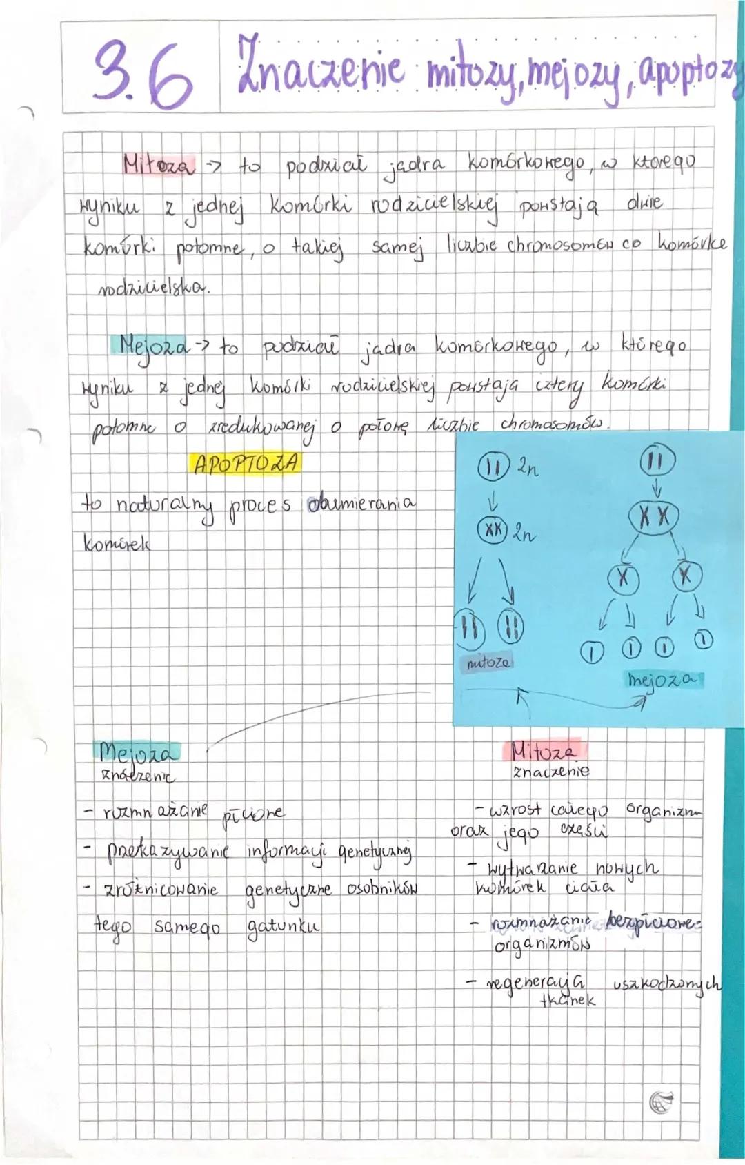 Znaczenie mitozy i mejozy - prosto i klarownie