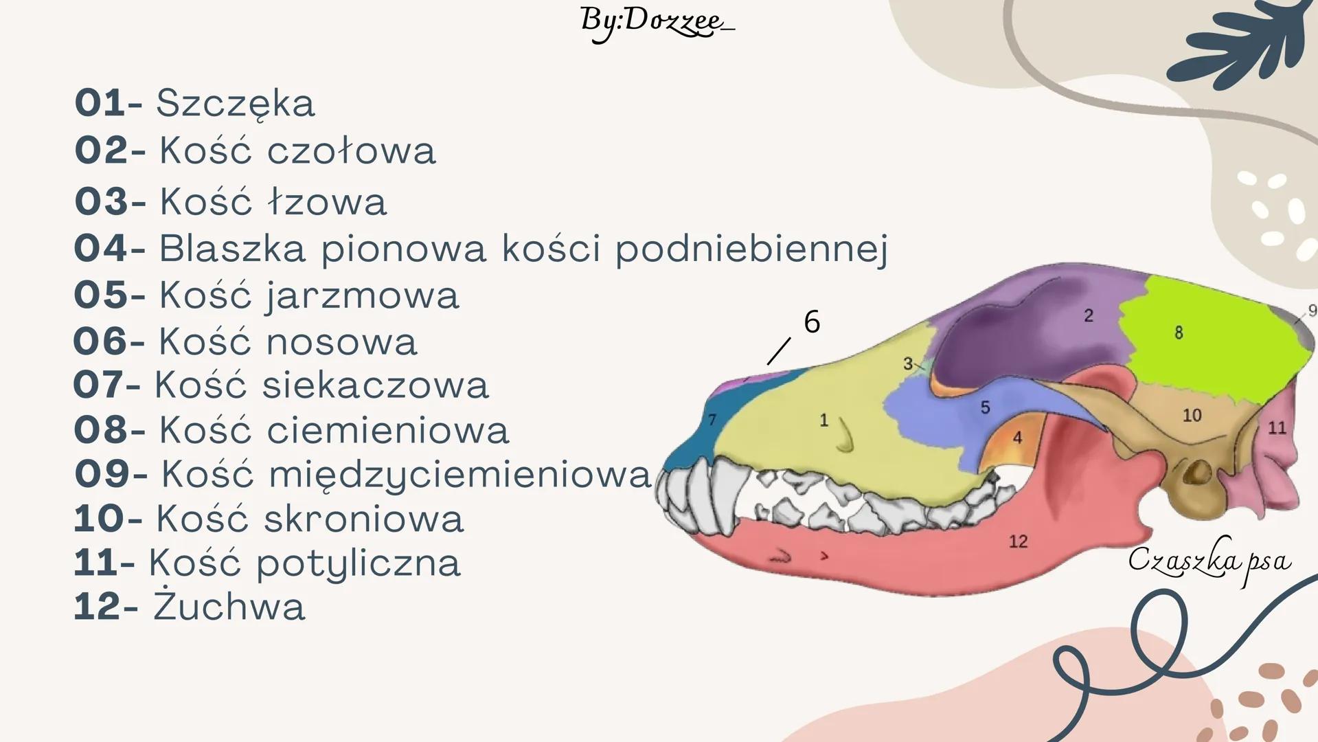 By:Doxzee

Czaszka By:Dozzee

# Spis treści

01 Budowa zewnętrzna
czaszki

02 mózgoczaszka

03 Twarzoczaszka

04 Kości pneumatyczne By:Dozze