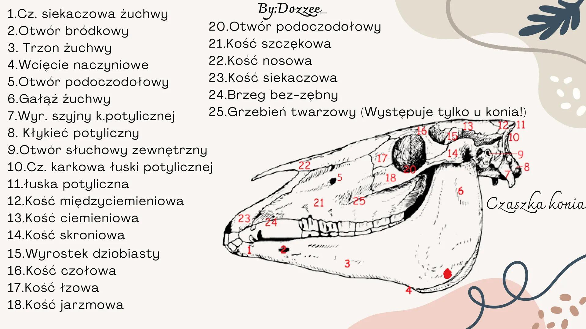 By:Doxzee

Czaszka By:Dozzee

# Spis treści

01 Budowa zewnętrzna
czaszki

02 mózgoczaszka

03 Twarzoczaszka

04 Kości pneumatyczne By:Dozze