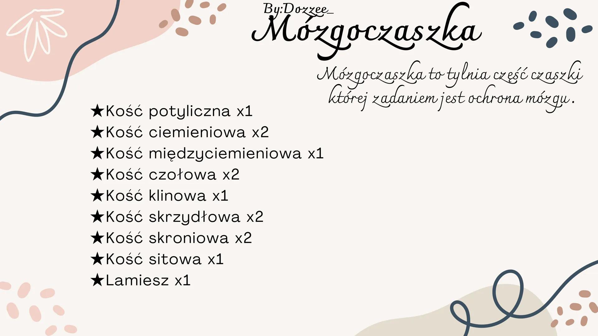By:Doxzee

Czaszka By:Dozzee

# Spis treści

01 Budowa zewnętrzna
czaszki

02 mózgoczaszka

03 Twarzoczaszka

04 Kości pneumatyczne By:Dozze
