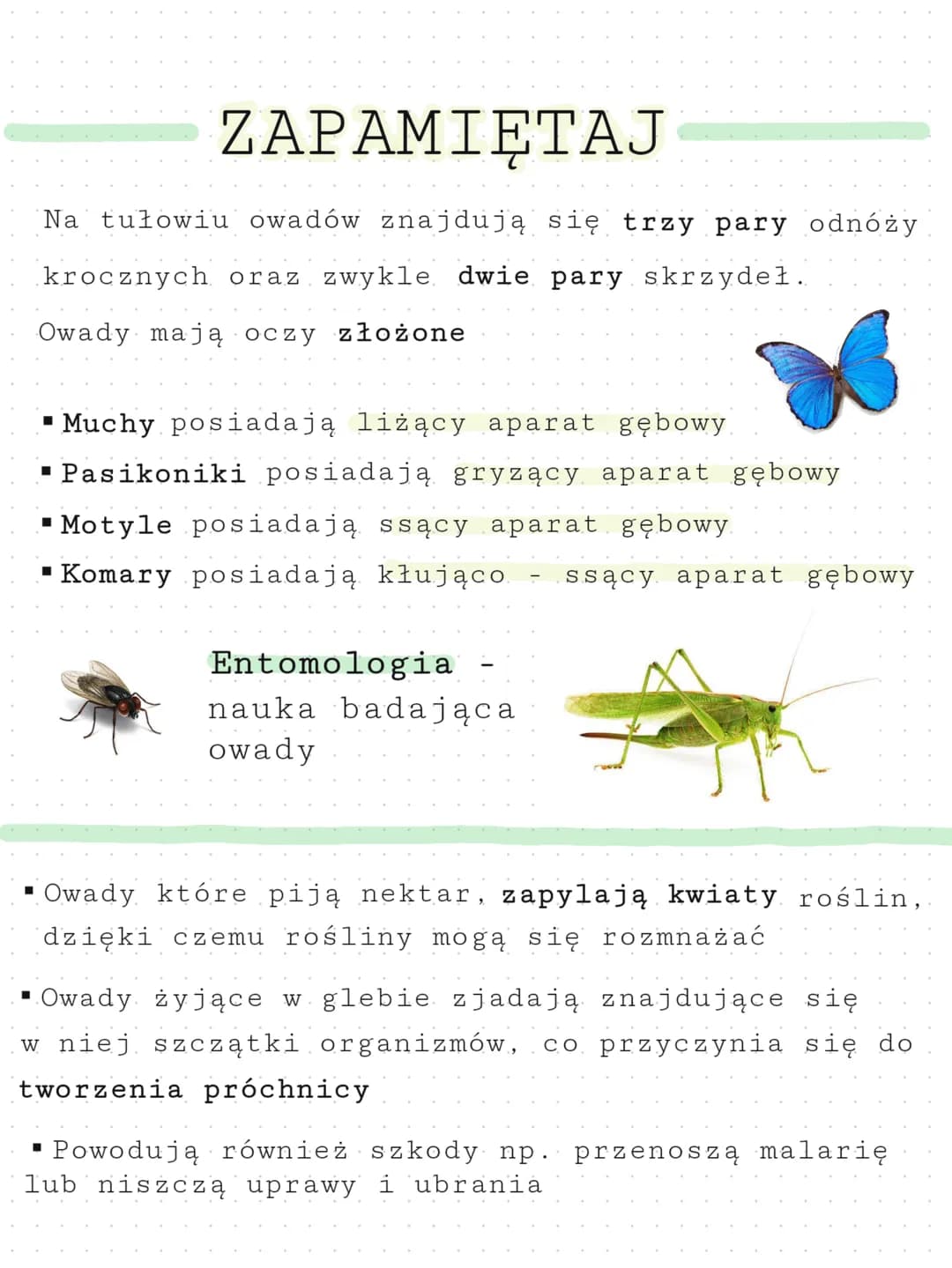 Środowisko życia owadów
Owady najczęściej żyją na lądzie
▪Tylko nieliczne gatunki występują w
środowisku wodnym
■
y
Przedstawiciele owadów
▪