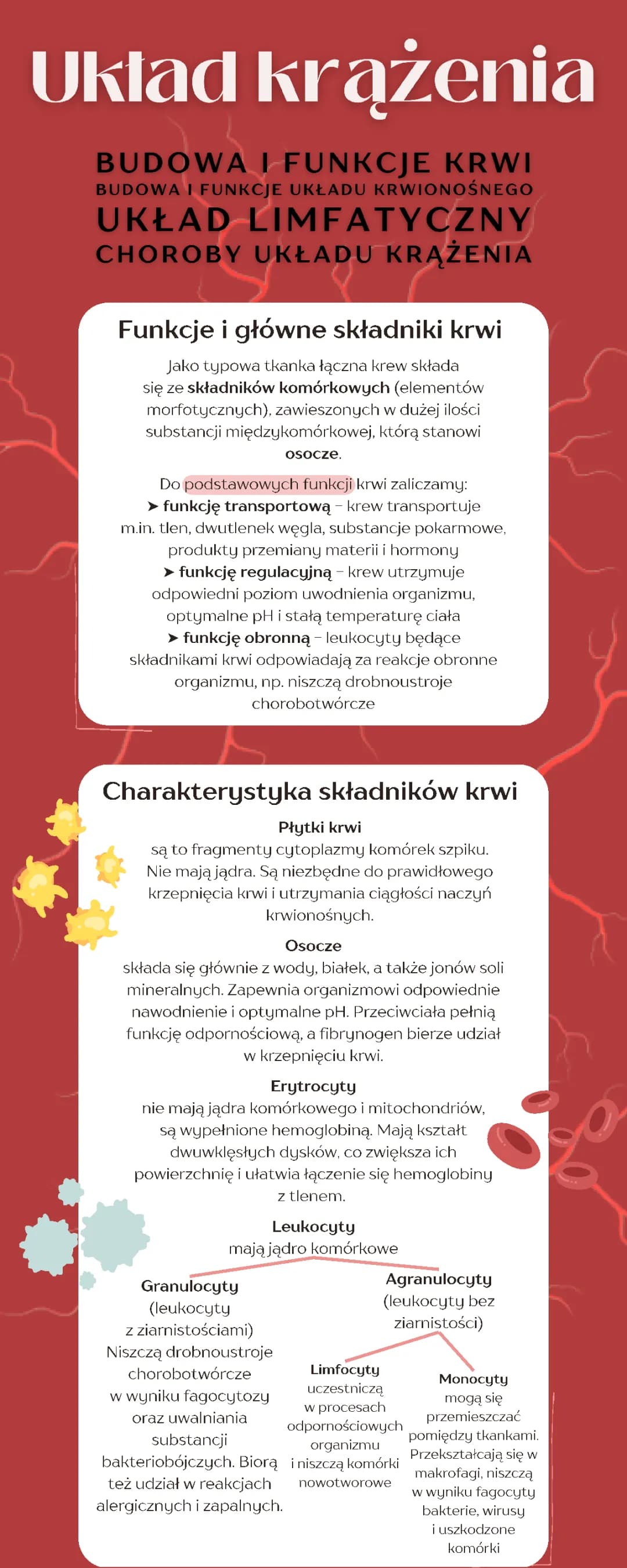 Budowa i funkcje krwi - wszystko, co musisz wiedzieć