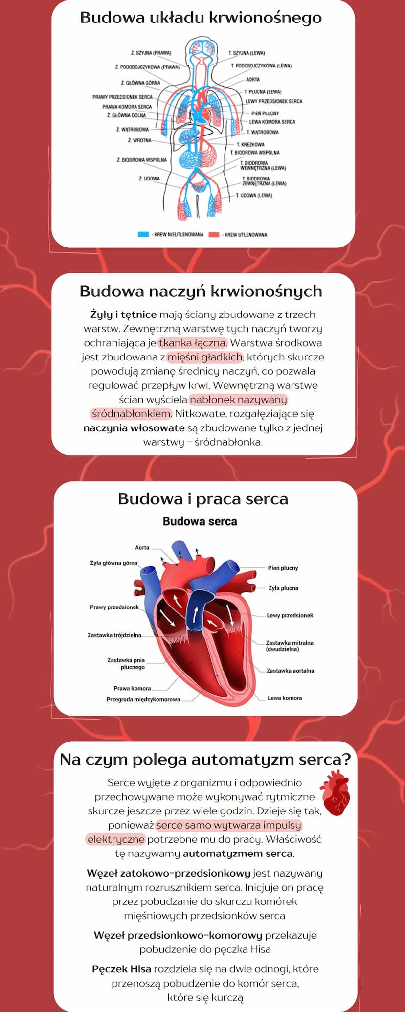 
<h2 id="skadnikikrwiiichfunkcje">Składniki krwi i ich funkcje</h2>
<p>Jako typowa tkanka łączna, krew składa się ze składników komórkowych 