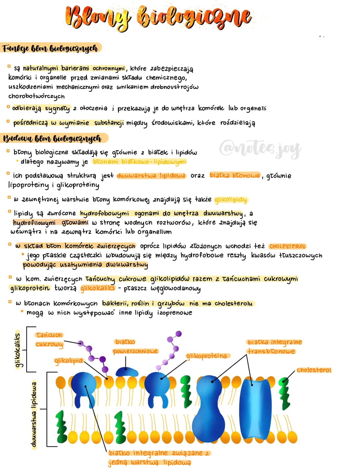 Funkcje blon biologicznych
O sa naturalnymi barierami ochronnymi, które zabezpieczają
komórki i organelle przed zmianami składu chemicznego,