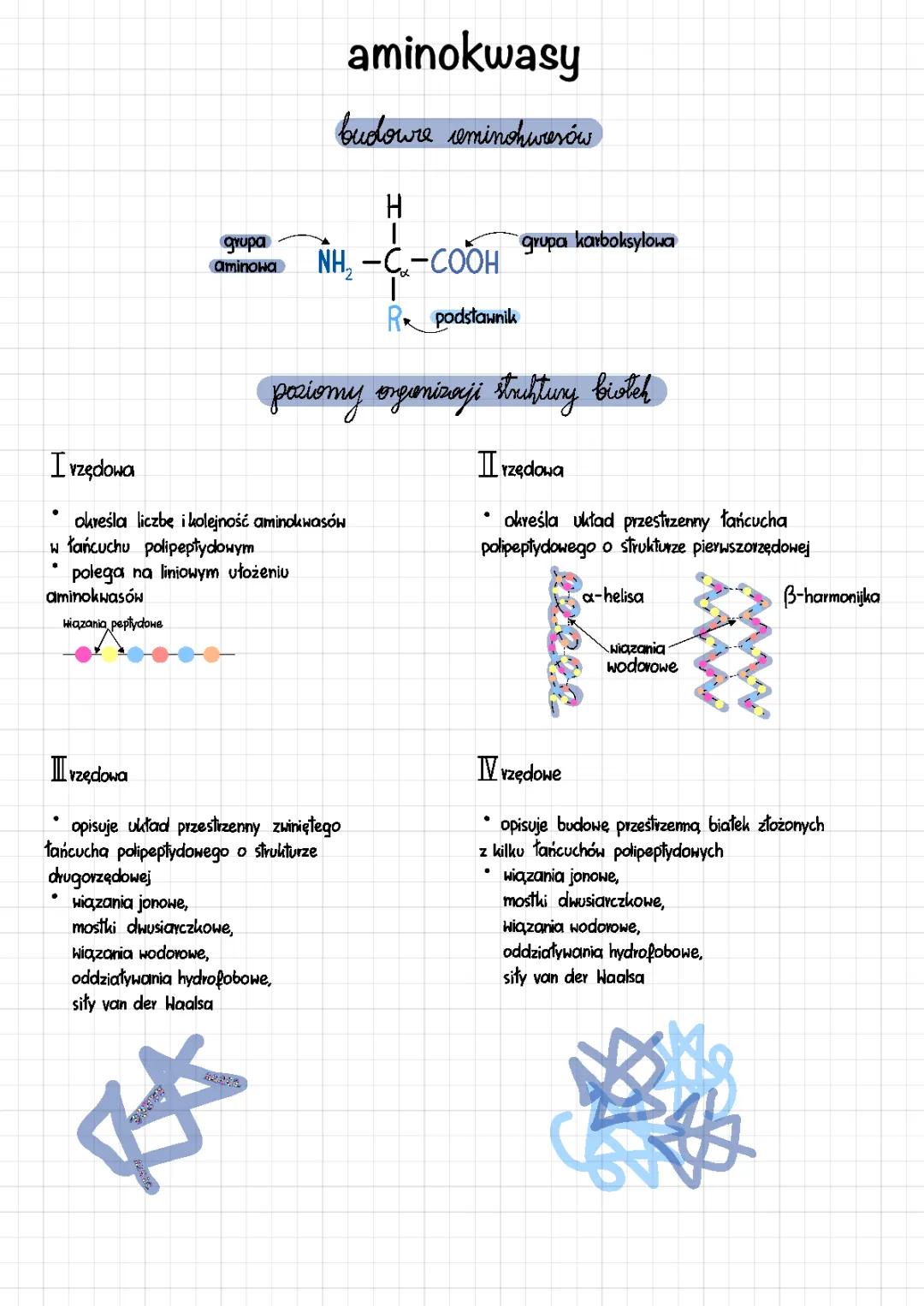 Easy Peasy Guide to Proteins: Shapes, Jobs, and Changes