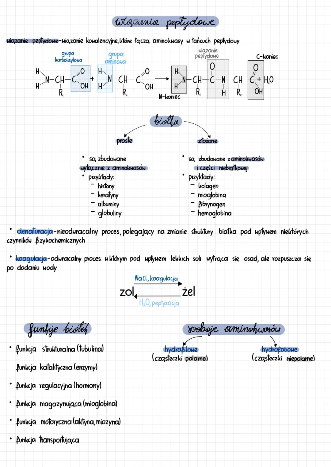 Easy Peasy Guide to Proteins: Shapes, Jobs, and Changes