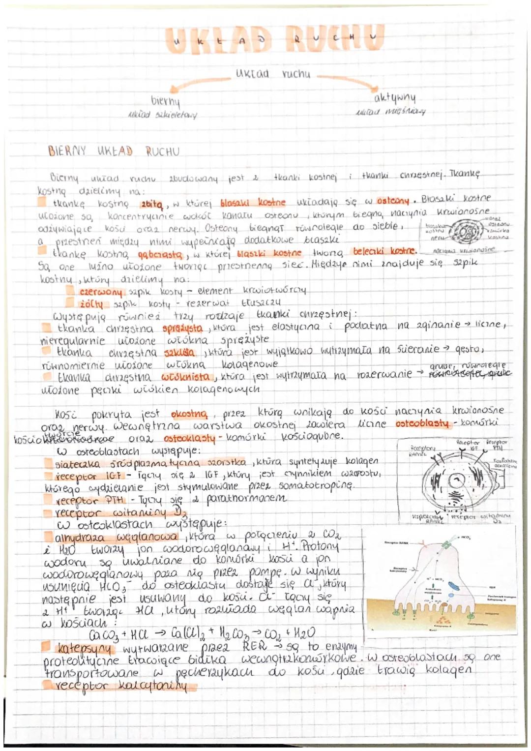 WKLAD RUCHU
bierny
układ szkieletowy
Uklad ruchu
BIERNY UKEAD RUCHU
Bierny uniad ruchu 2budowany jest 2 tkanki kostnej tkanki chrzestnej. Tk