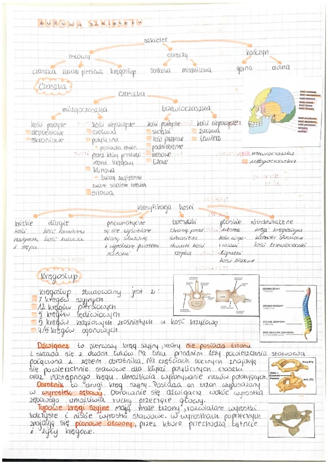 WKLAD RUCHU
bierny
układ szkieletowy
Uklad ruchu
BIERNY UKEAD RUCHU
Bierny uniad ruchu 2budowany jest 2 tkanki kostnej tkanki chrzestnej. Tk