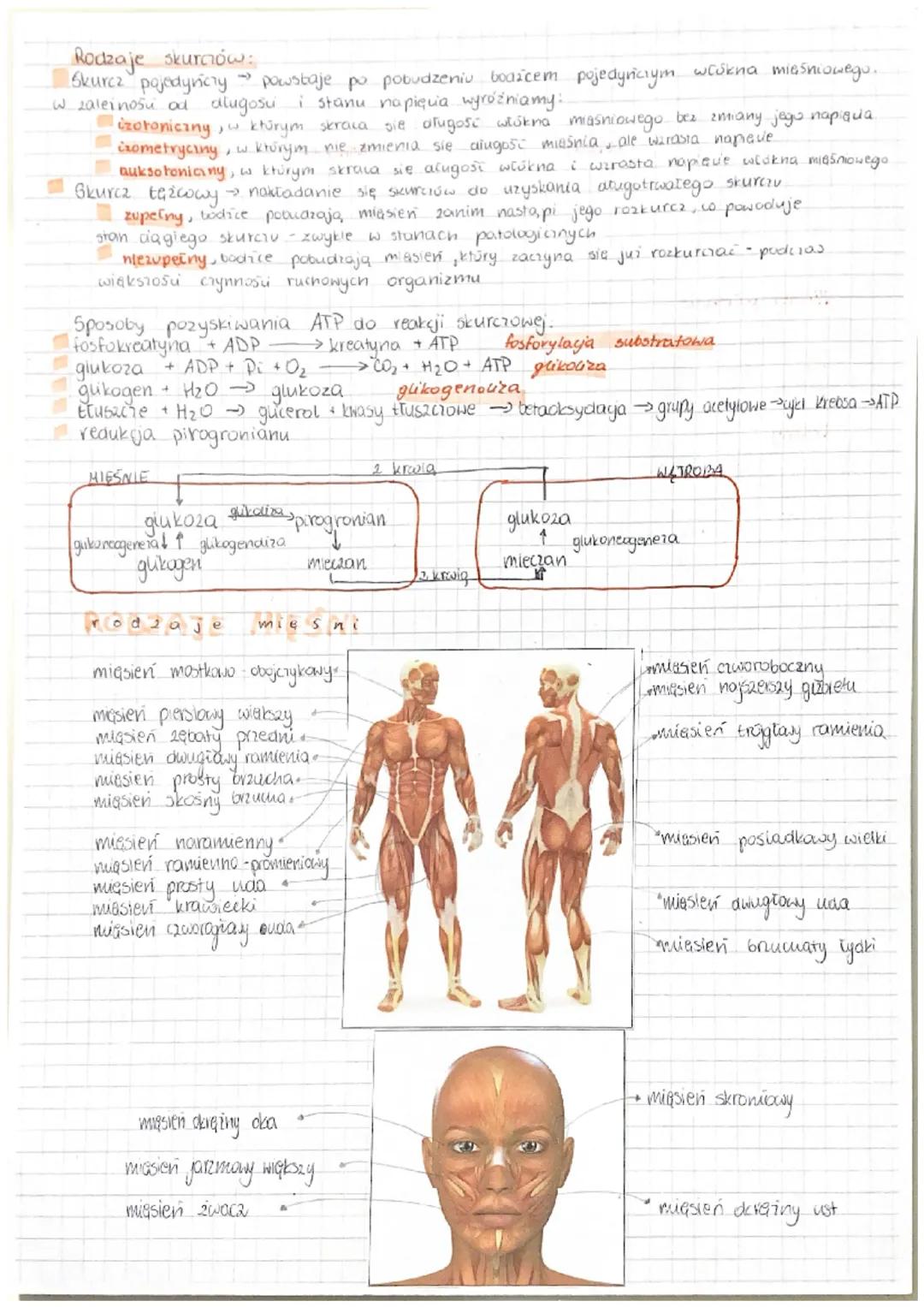 WKLAD RUCHU
bierny
układ szkieletowy
Uklad ruchu
BIERNY UKEAD RUCHU
Bierny uniad ruchu 2budowany jest 2 tkanki kostnej tkanki chrzestnej. Tk