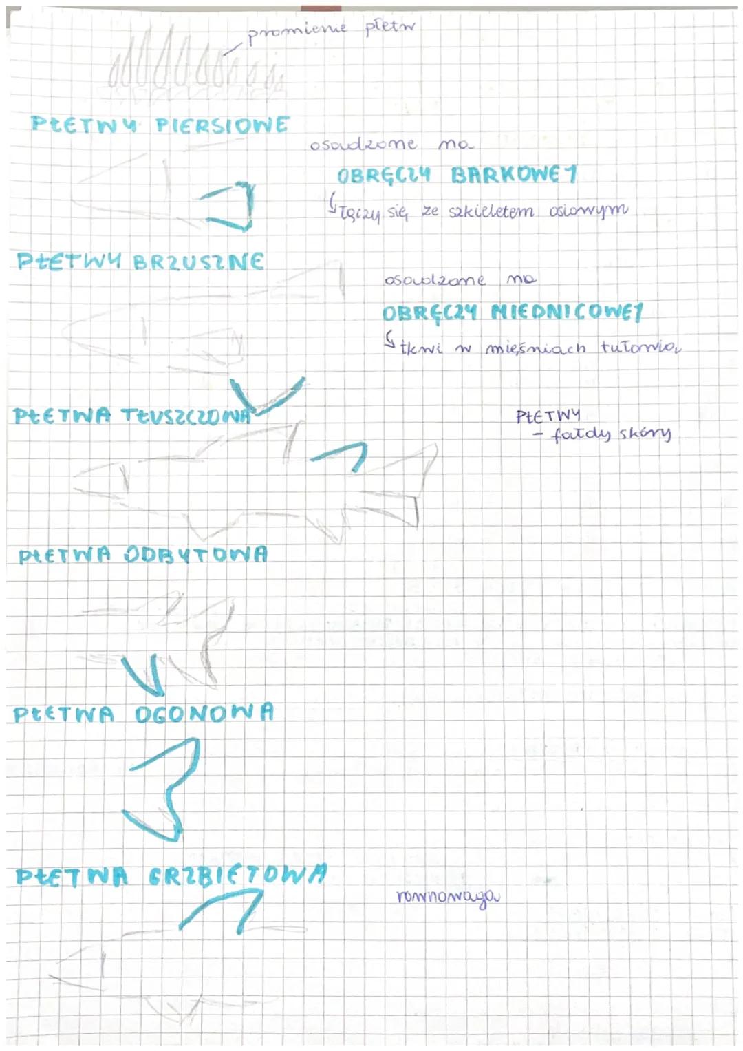 RYBY
BUDOWA CIAŁA RYBY: CZĘSC GŁOWONA
-oczy
-porzyste otwory węchowe.
-otwór gebowy
połączenie
głowy i tułowia
jest sztywne
Too za pobreza
u