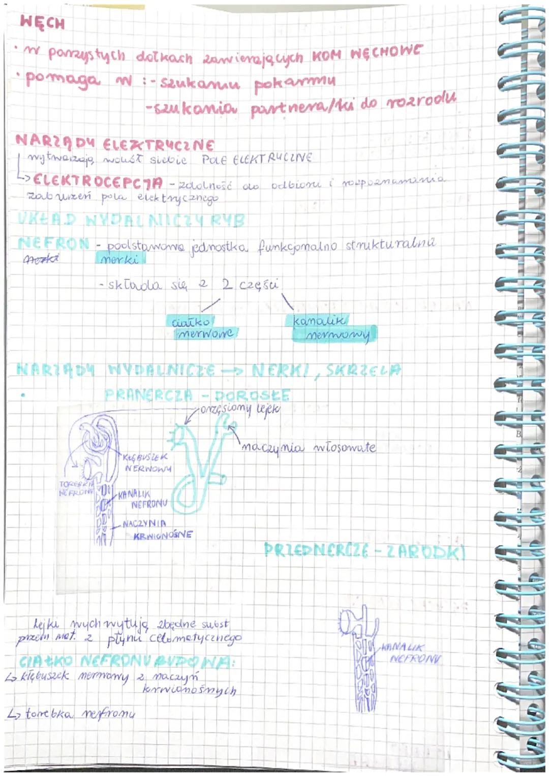 RYBY
BUDOWA CIAŁA RYBY: CZĘSC GŁOWONA
-oczy
-porzyste otwory węchowe.
-otwór gebowy
połączenie
głowy i tułowia
jest sztywne
Too za pobreza
u