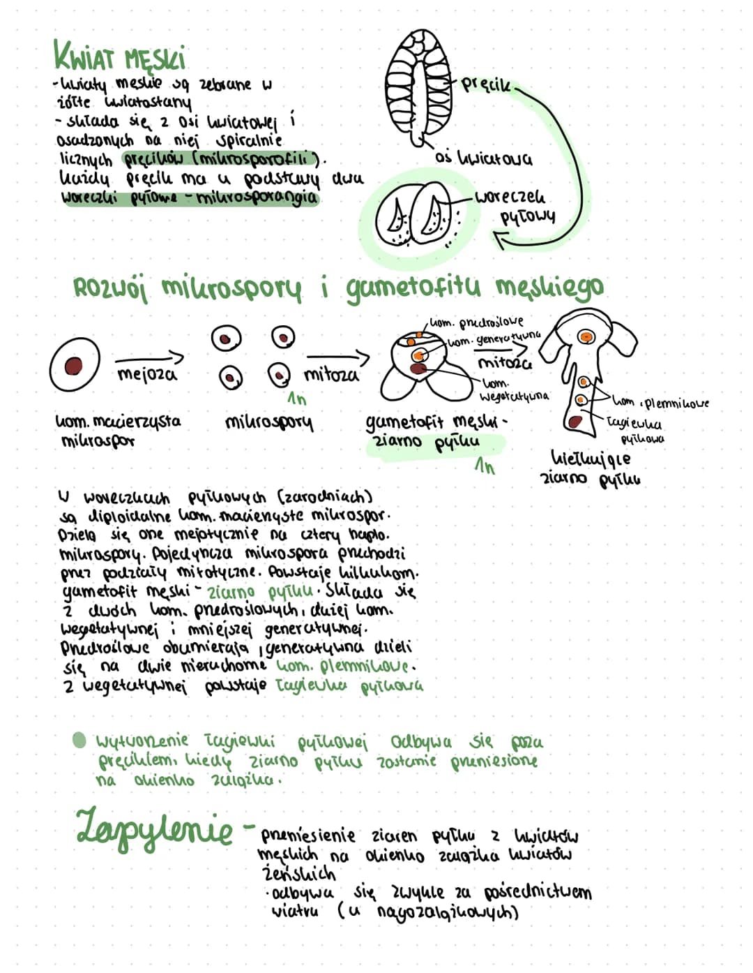 rosling nagonasienne
cechy roślin nasiennych:
-wytwarzanie nasion o charakterze przetrwainikowym
(Ourutuch sporopalening.)
wykształcanie kwi