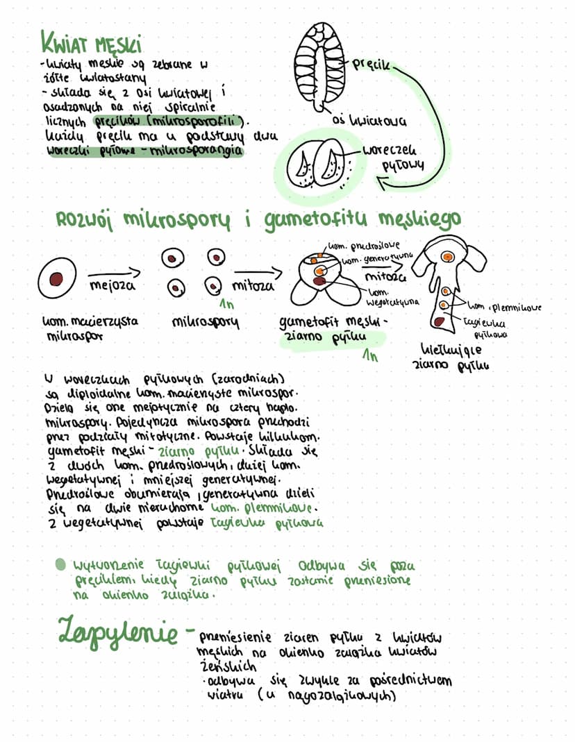 rosling nagonasienne
cechy roślin nasiennych:
-wytwarzanie nasion o charakterze przetrwainikowym
(Ourutuch sporopalening.)
wykształcanie kwi