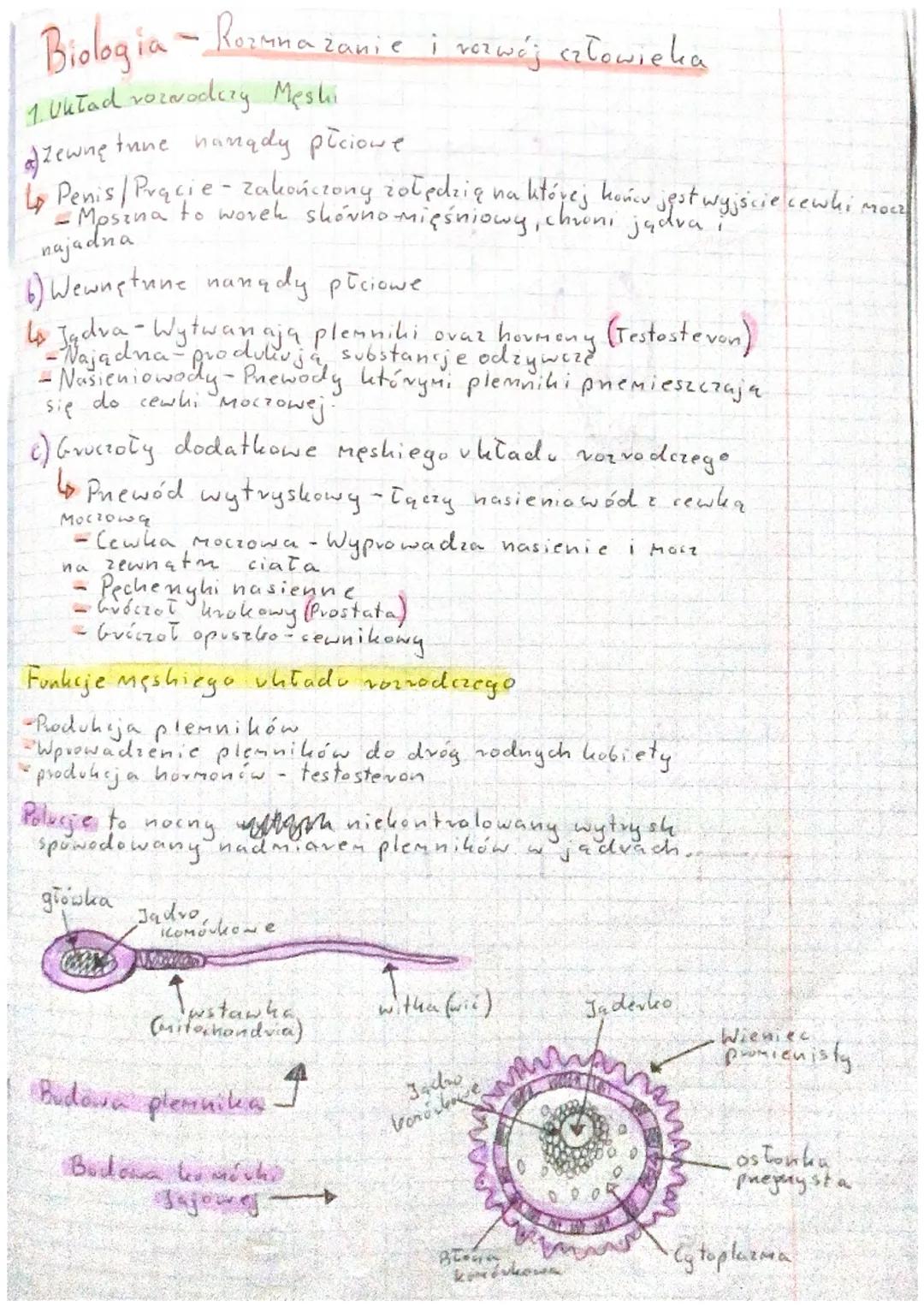 Biologia: Proces rozmnażania oraz rozwój człowieka