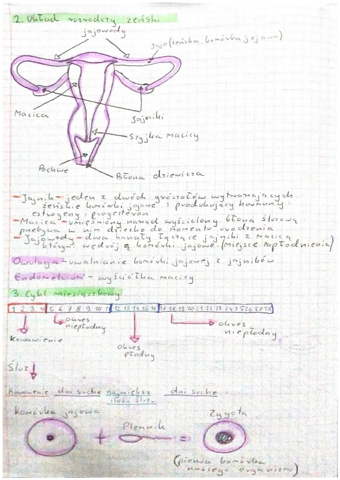 Biologia - Rozmnażanie i rozwój człowieka

1. Układ rozavodizy Meshi

Zewnętrane nanady płciowe

Penis/Prącie - zakończony żołędzią na które