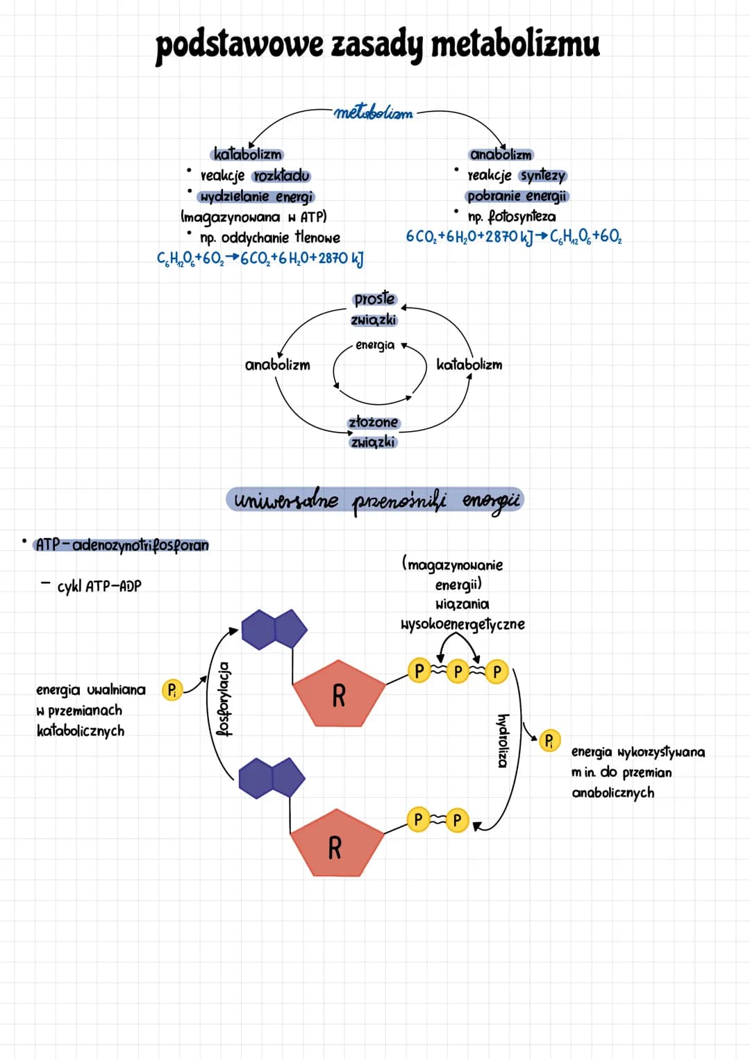 podstawowe zasady metabolizmu
energia uwalniana
W przemianach
katabolicznych
ATP-adenozynotrifosforan
- cykl ATP-ADP
katabolizm
reakcje rozk