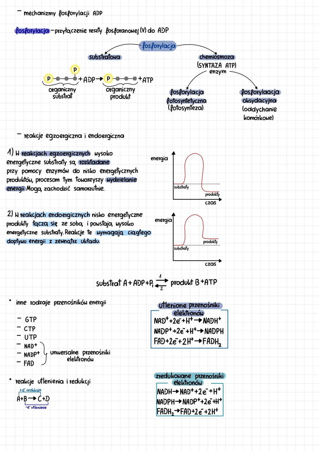 podstawowe zasady metabolizmu
energia uwalniana
W przemianach
katabolicznych
ATP-adenozynotrifosforan
- cykl ATP-ADP
katabolizm
reakcje rozk