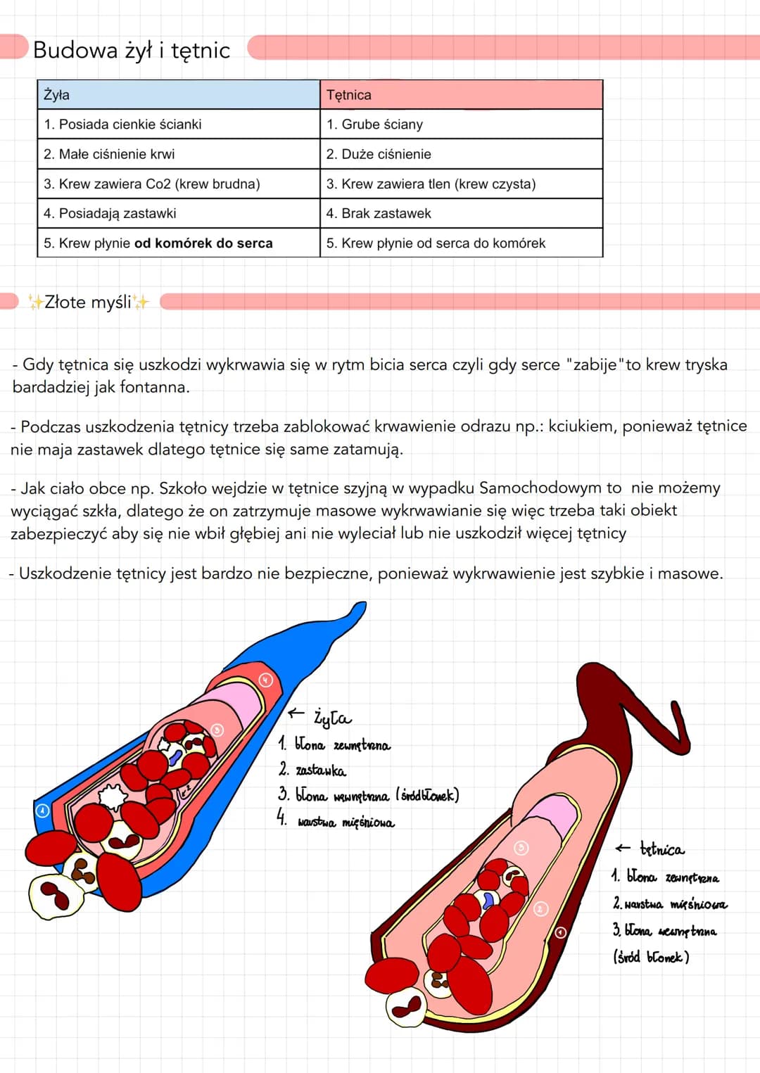 Budowa żył i tętnic
Żyła
1. Posiada cienkie ścianki
2. Małe ciśnienie krwi
3. Krew zawiera Co2 (krew brudna)
4. Posiadają zastawki
5. Krew p