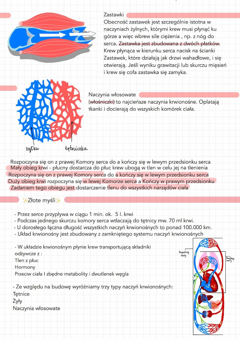 Budowa żył i tętnic
Żyła
1. Posiada cienkie ścianki
2. Małe ciśnienie krwi
3. Krew zawiera Co2 (krew brudna)
4. Posiadają zastawki
5. Krew p