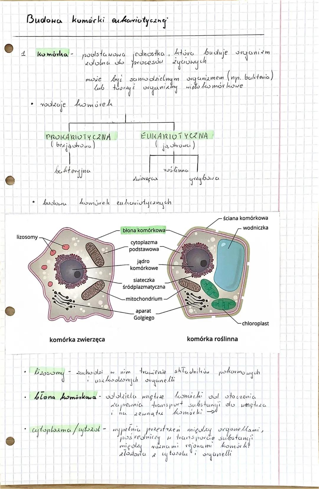 Budowa komórki eukariotycznej - notatka dla dzieci