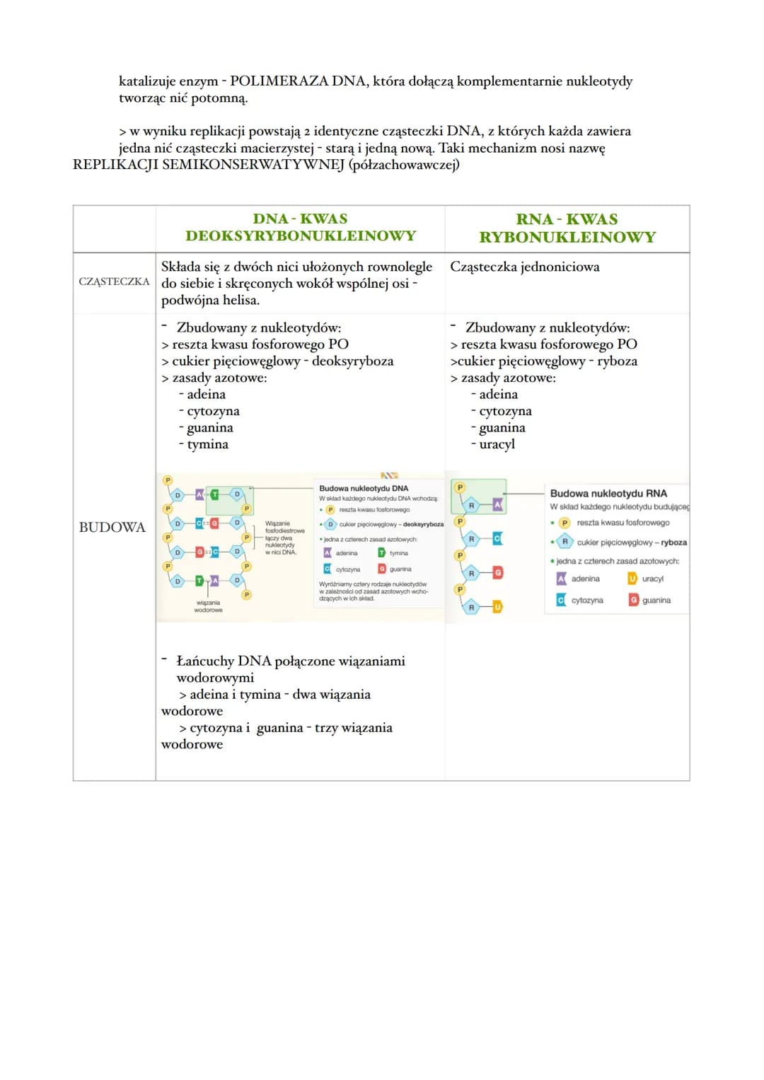 GENA GENOM - BUDOWA I
ROLA
GENY
> gen - odcinek DNA zawierający w sekwencji aminokwasów w białku lub o budowie RNA
gen-> białko -> cecha
>
z