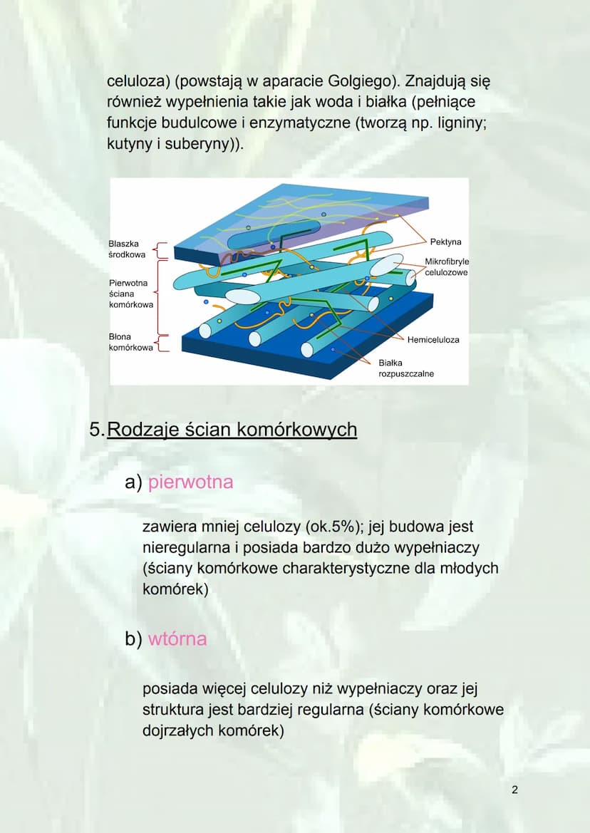 Ściana komórkowa
1. Protoplast - aktywnie metaboliczna część
komórki (bez ściany komórkowej).
2.Skład ścian komórkowych
Bakterie
Mureina
Roś