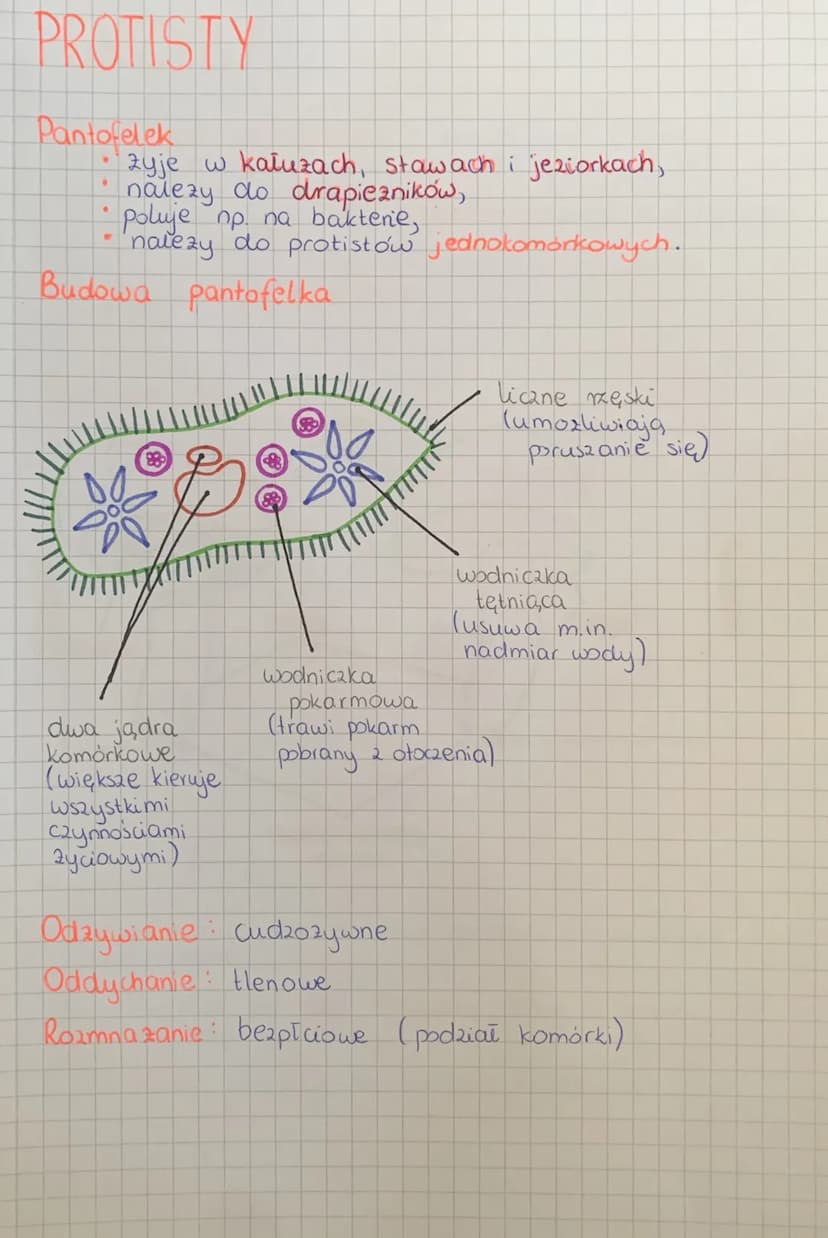 
<h2 id="wirusy">Wirusy</h2>
<p>Wirusy to bardzo małe cząstki zakaźne, które posiadają zdolność wnękowania do komórek organizmów i wywoływan