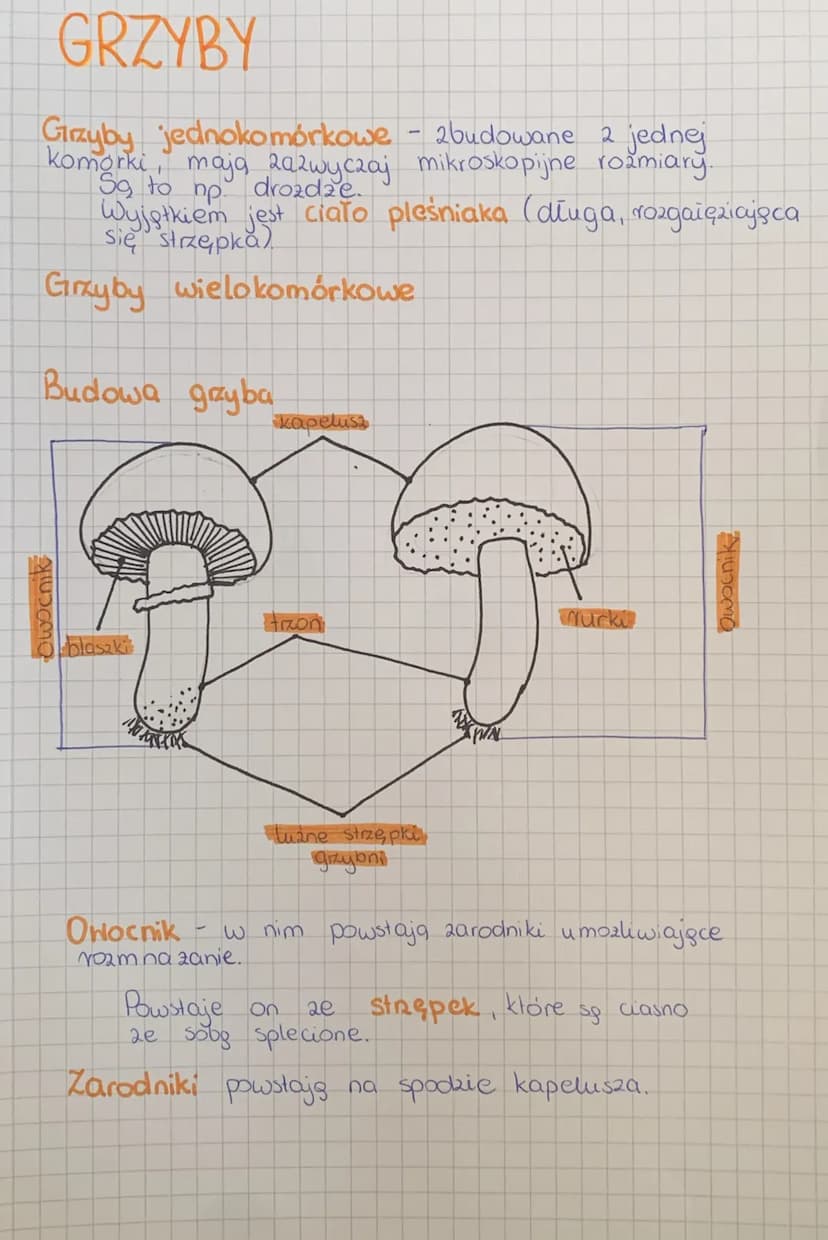 Sprawdzian Z Biologii Klasa 5 Wirusy Bakterie Protisty I Grzyby Wirusy, bakterie, protisty i grzyby - Sprawdzian klasa 5 PDF (Biologia