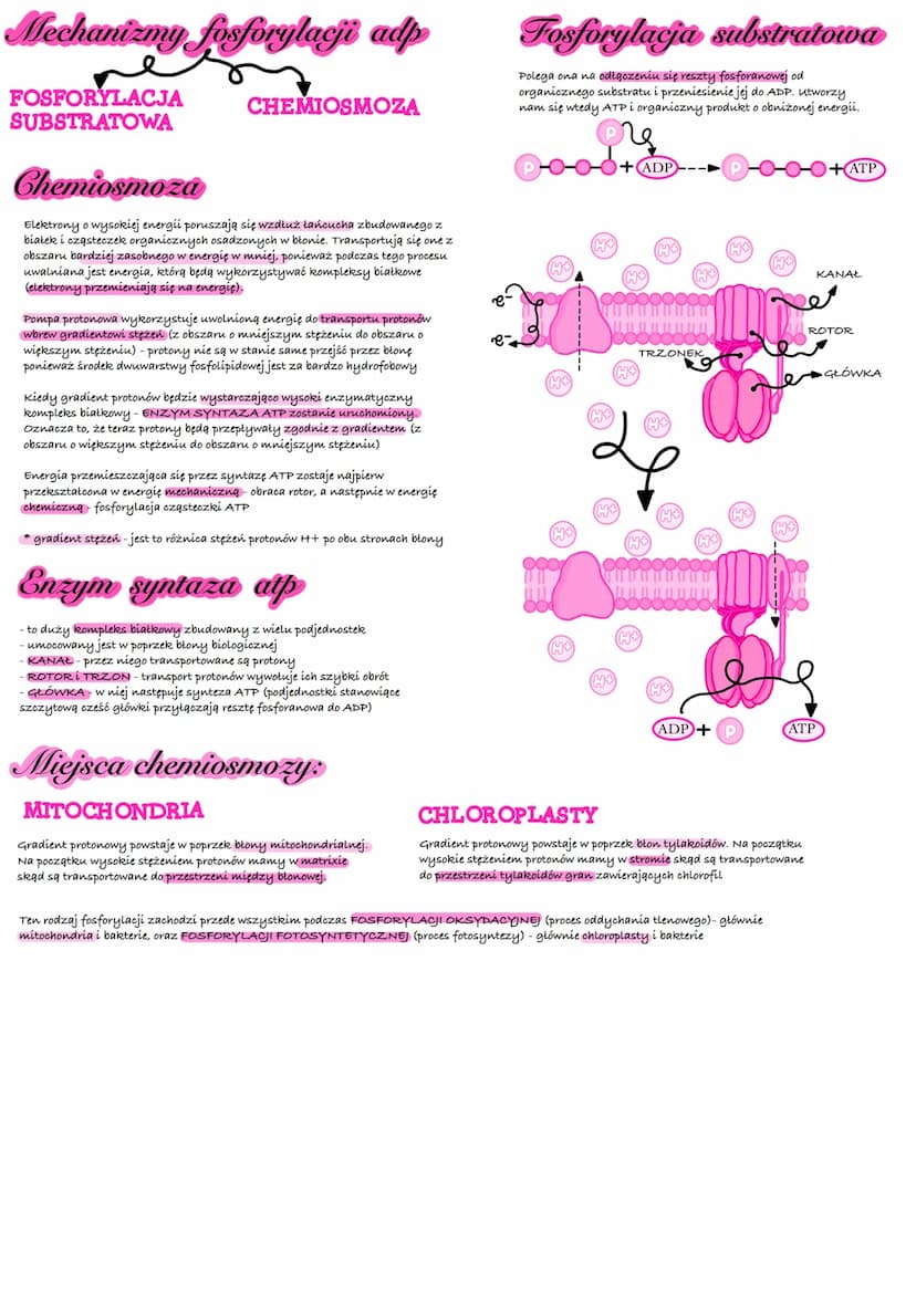 Podstawowe zasady
metabolizmu
Energia
Jest to zdolność organizmu do wykonywania pracy (różnych zadań, czynności).
wymagana jest ona do prawi