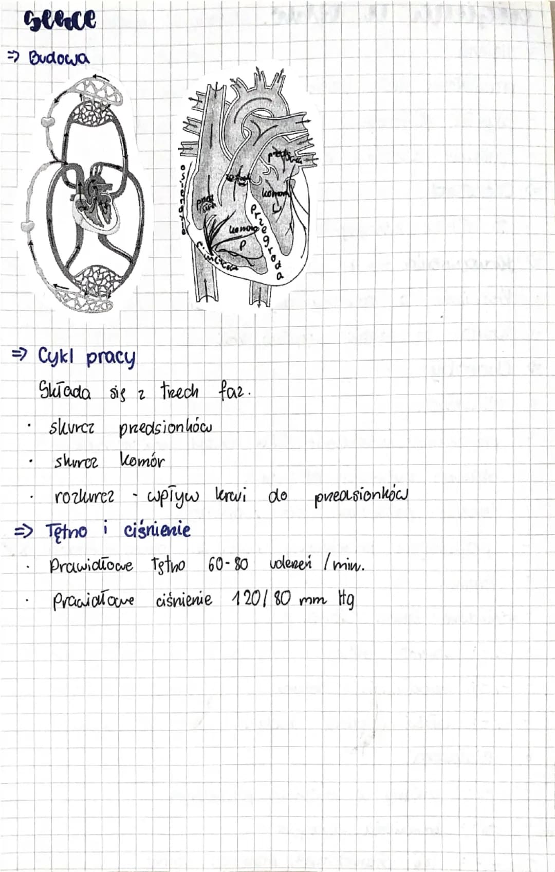 biologia
wetaa
Raazenia
Dudlowa Rhwi
=>Krew jest rodzajem tkanki Tącznej. Ma dużo funkcji:
•
•
dostarcza tenis. Odżywcze reguluje t. ciała
•