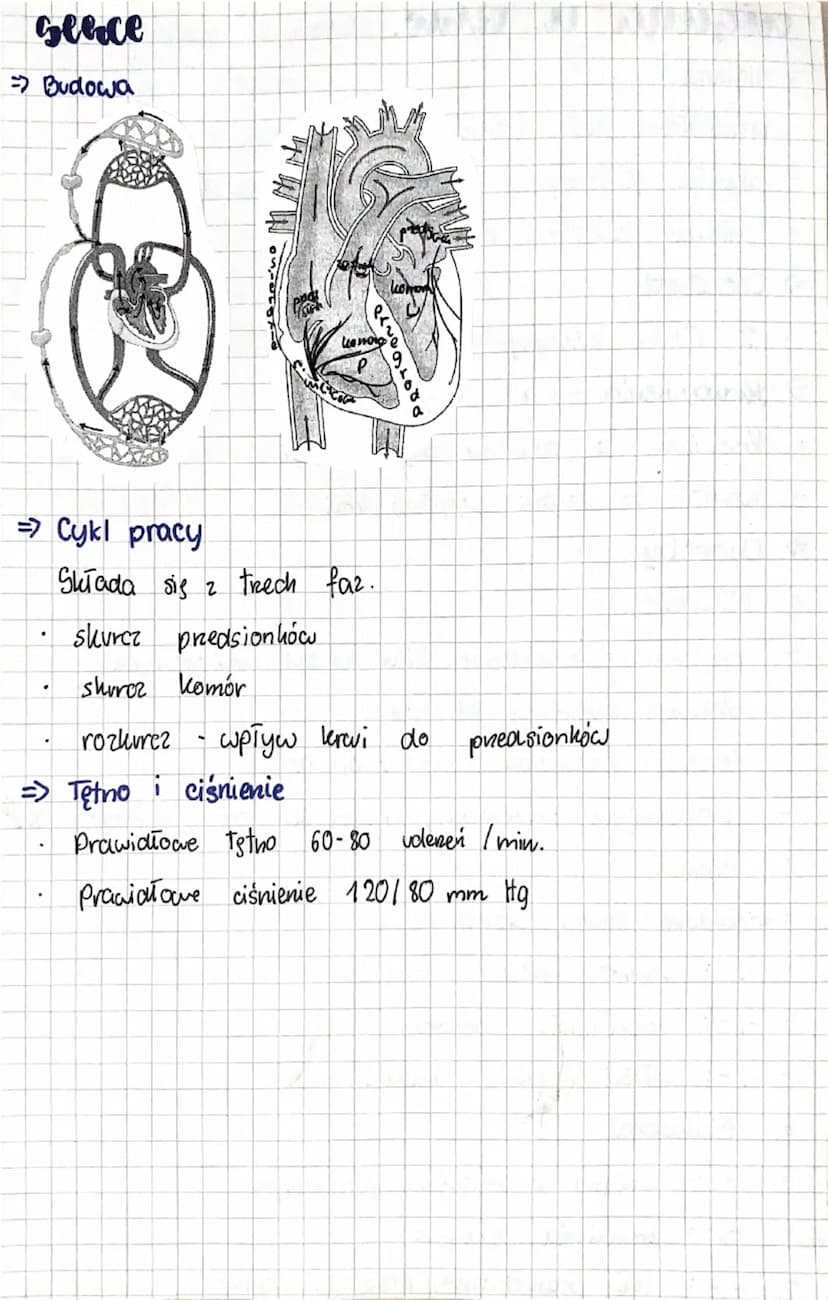 biologia
wetaa
Raazenia
Dudlowa Rhwi
=>Krew jest rodzajem tkanki Tącznej. Ma dużo funkcji:
•
•
dostarcza tenis. Odżywcze reguluje t. ciała
•