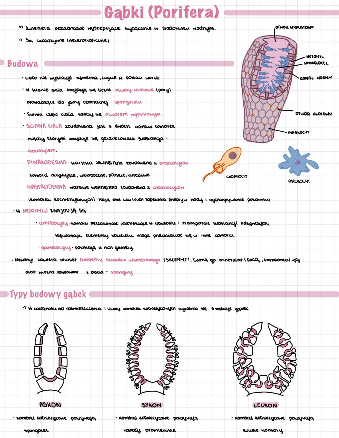 Gabki (Porifera)
→ Zwieneta beatkankowe, występujące wycącanie w środowisku wodnym.
=> Sa, cudzozywne ineterotroficane).
Budowa
·ciato nie w